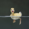 Duckling